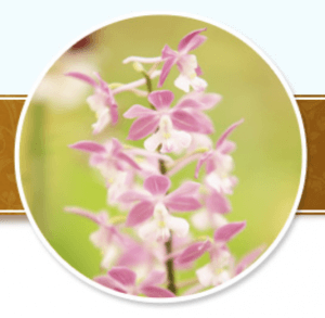 150の口コミでわかる花蘭咲 からんさ は貴女にベストな育毛剤か