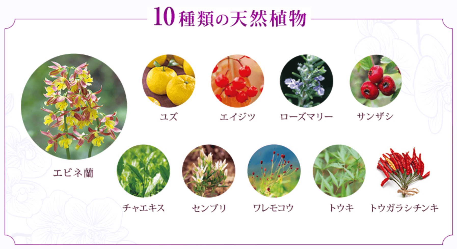 花蘭咲に使われている10種類の天然植物