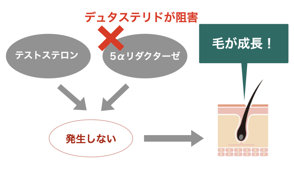 デュタステリドの効果