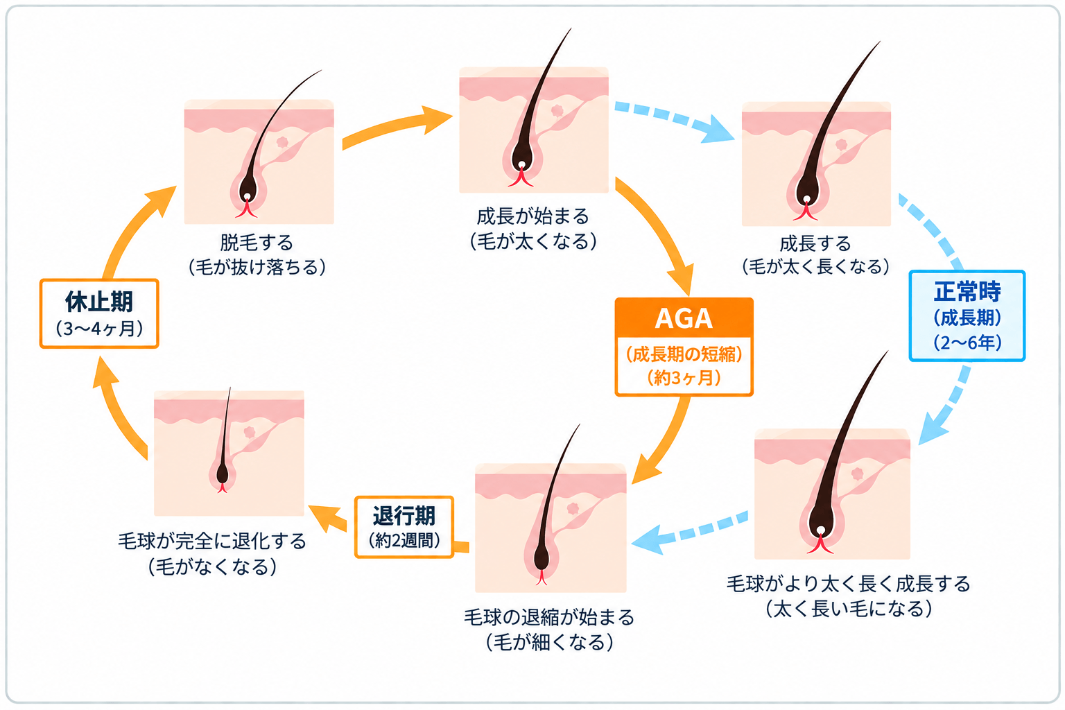 「髪が生え、成長し、抜ける」という一定の成長サイクル