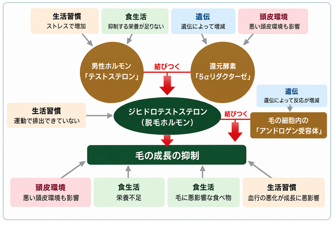 薄毛になるメカニズム